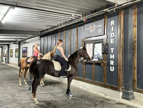 HorseID: 2286383 Disaster’s Suite Mirage - PhotoID: 1070709