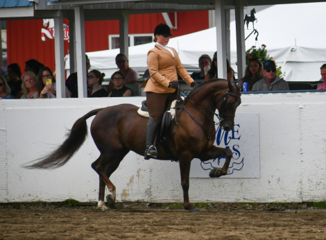 HorseID: 2286383 Disaster’s Suite Mirage - PhotoID: 1070710