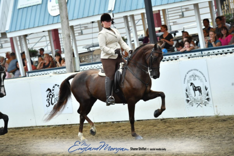 HorseID: 2286383 Disaster’s Suite Mirage - PhotoID: 1070711