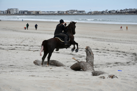 HorseID: 2286383 Disaster’s Suite Mirage - PhotoID: 1070712