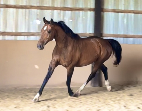 HorseID: 2286608 Ayla - PhotoID: 1094890