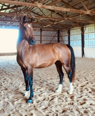 HorseID: 2286608 Ayla - PhotoID: 1094891