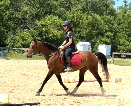 HorseID: 2286608 Ayla - PhotoID: 1094892