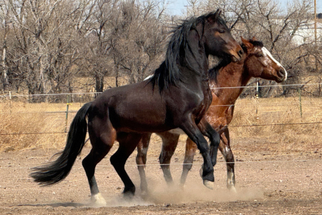 HorseID: 2287367 Devine Top Gun Iceman (100% Lippitt & Foundation) - PhotoID: 1095002