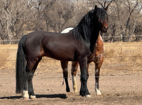 HorseID: 2287367 Devine Top Gun Iceman (100% Lippitt & Foundation) - PhotoID: 1095003