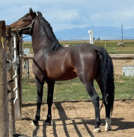 HorseID: 2287367 Devine Top Gun Iceman (100% Lippitt & Foundation) - PhotoID: 1095004