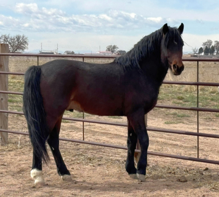 HorseID: 2287367 Devine Top Gun Iceman (100% Lippitt & Foundation) - PhotoID: 1095005