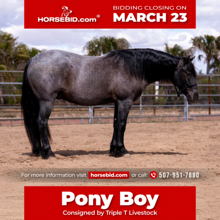 HorseID: 2287438 Pony Boy - PhotoID: 1064614
