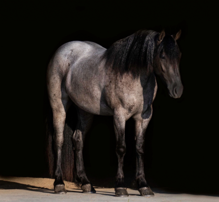 HorseID: 2287438 Pony Boy - PhotoID: 1064615