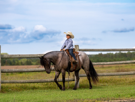 HorseID: 2287438 Pony Boy - PhotoID: 1064616