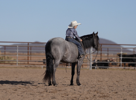 HorseID: 2287438 Pony Boy - PhotoID: 1064617