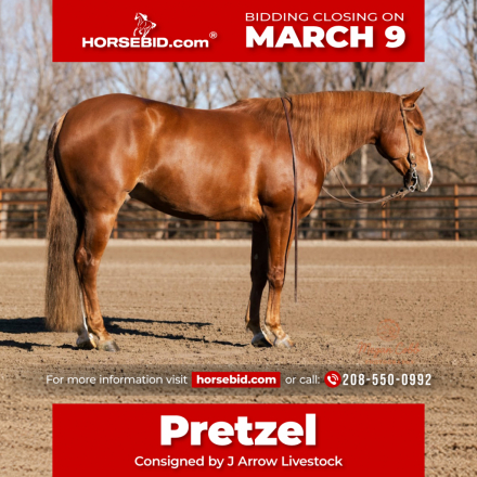 HorseID: 2287439 Voodoo it again - PhotoID: 1064618