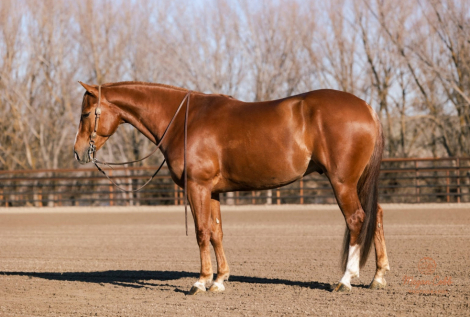 HorseID: 2287439 Voodoo it again - PhotoID: 1064619