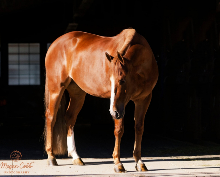 HorseID: 2287439 Voodoo it again - PhotoID: 1064620