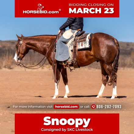 HorseID: 2287441 MR WRANGLER WHIZ GUN - PhotoID: 1064622