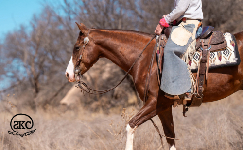 HorseID: 2287441 MR WRANGLER WHIZ GUN - PhotoID: 1064623