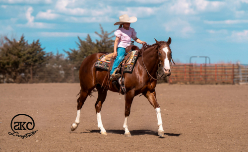 HorseID: 2287441 MR WRANGLER WHIZ GUN - PhotoID: 1067947