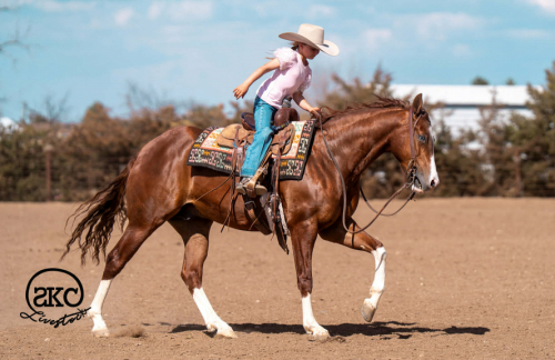 HorseID: 2287441 MR WRANGLER WHIZ GUN - PhotoID: 1067948