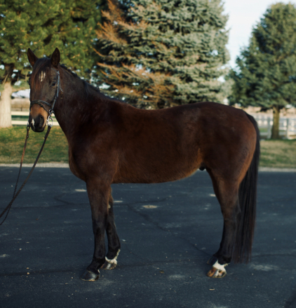 HorseID: 2288851 Powerhouse - PhotoID: 1095263