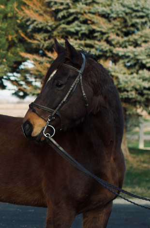 HorseID: 2288851 Powerhouse - PhotoID: 1095264