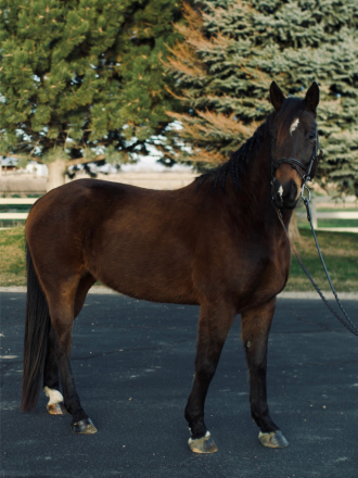 HorseID: 2288851 Powerhouse - PhotoID: 1095265