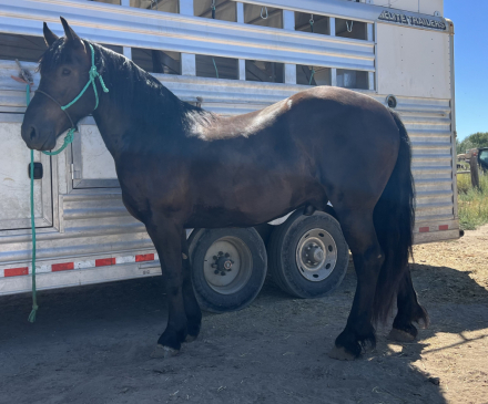 HorseID: 2289419 General Lee - PhotoID: 1095398
