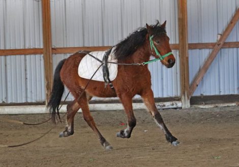 HorseID: 2289559 OYY Chantilly Lace - PhotoID: 1091999