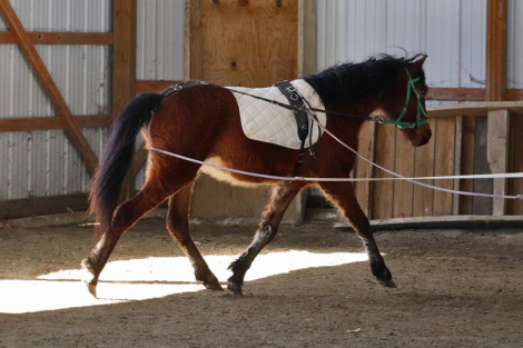 HorseID: 2289559 OYY Chantilly Lace - PhotoID: 1092000