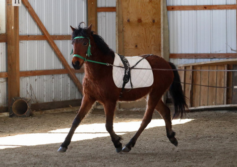 HorseID: 2289559 OYY Chantilly Lace - PhotoID: 1092001