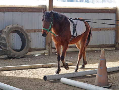 HorseID: 2289559 OYY Chantilly Lace - PhotoID: 1092002