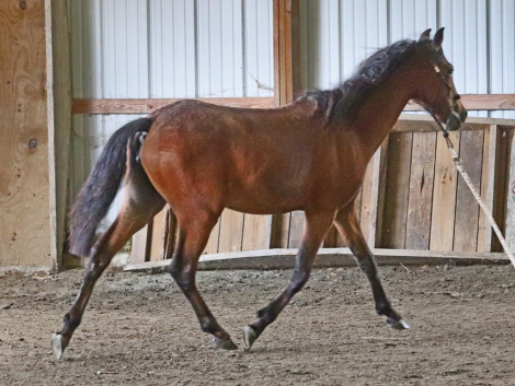 HorseID: 2289559 OYY Chantilly Lace - PhotoID: 1094678