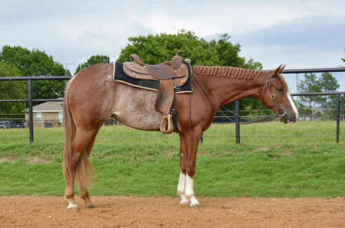 HorseID: 2289848 Better Be The Best. PRICE REDUCED!! - PhotoID: 1067726