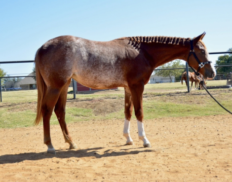 HorseID: 2289848 Better Be The Best. PRICE REDUCED!! - PhotoID: 1094206