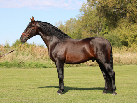 HorseID: 2291132 Liberal X - PhotoID: 1069565