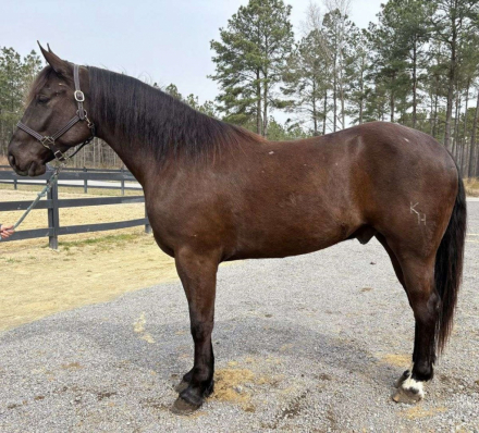 HorseID: 2291340 Horses For Sale - PhotoID: 1069878