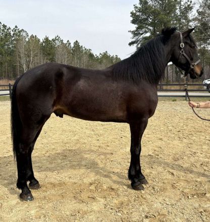 HorseID: 2291340 Horses For Sale - PhotoID: 1069879