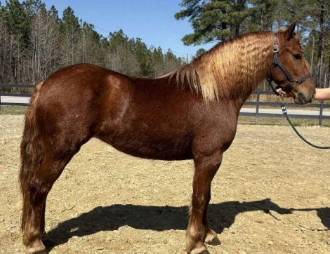 HorseID: 2291340 Horses For Sale - PhotoID: 1069880