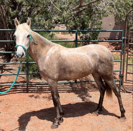 HorseID: 2291415 Paloma da Summerwind - PhotoID: 1069916