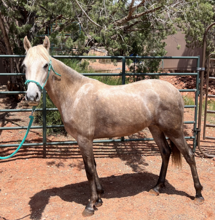 HorseID: 2291415 Paloma da Summerwind - PhotoID: 1069916