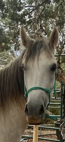 HorseID: 2291415 Paloma da Summerwind - PhotoID: 1095082