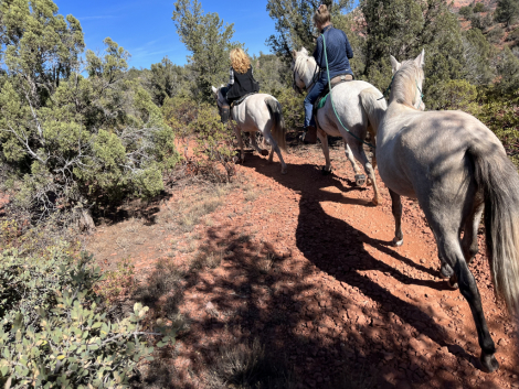 HorseID: 2291415 Paloma da Summerwind - PhotoID: 1095083