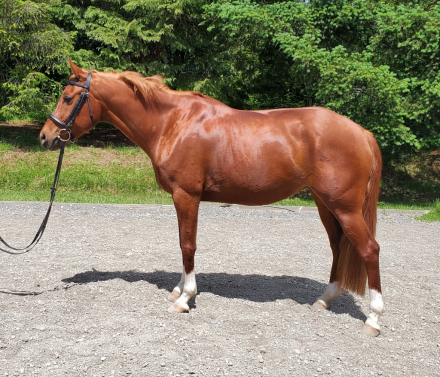 HorseID: 2291806 Sunnomma - PhotoID: 1070429