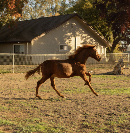 HorseID: 2292724 Rowan - PhotoID: 1094809