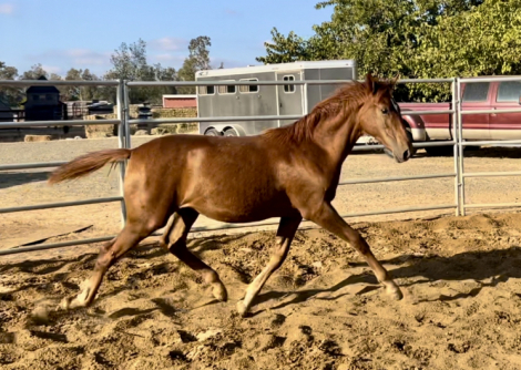 HorseID: 2292728 Hermione - PhotoID: 1094810