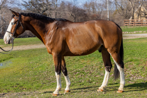 HorseID: 2292786 My Way - PhotoID: 1094933