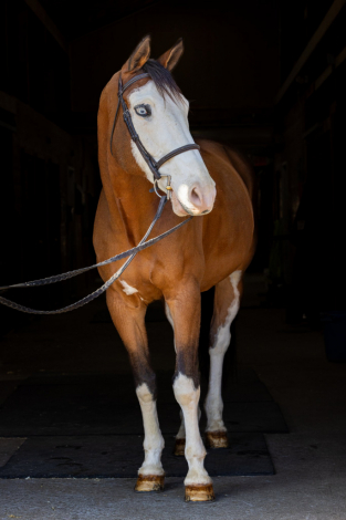 HorseID: 2292786 My Way - PhotoID: 1094934