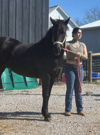 HorseID: 2292995 Thunder - PhotoID: 1088887