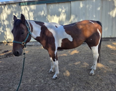 HorseID: 2293661 Playboys Masterpiece - PhotoID: 1094885