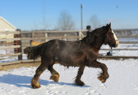HorseID: 2294140 Southern Raspody Of TR - PhotoID: 1082935