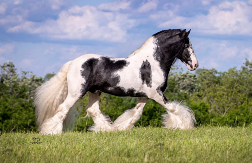 HorseID: 2294140 Southern Raspody Of TR - PhotoID: 1082936